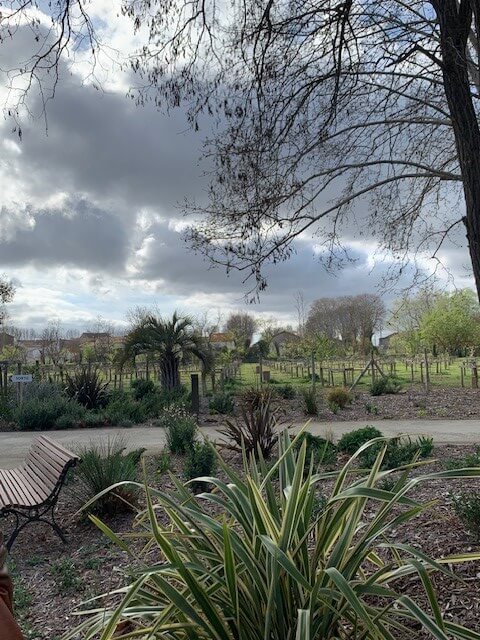 Vue sur un banc et le terrain où des arbres fruitiers sont plantés