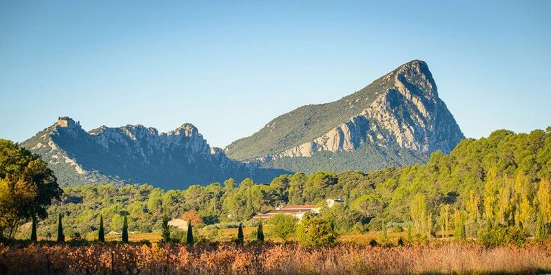 Vue sur le domaine du Château La Roque et le Pic Saint Loup en toile de fond